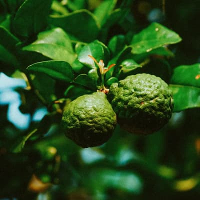 Materia collegata alla nota bergamotto