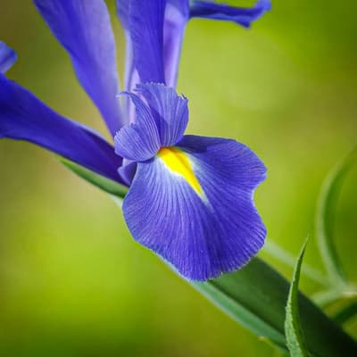 Materia prima collegata alla nota iris